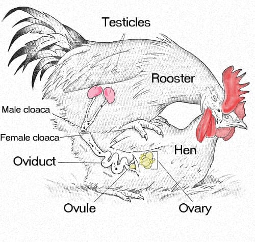MATING PROCESS IN BIRDS