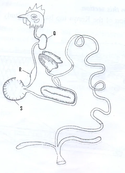 Understanding the Poultry Digestive System