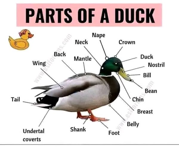 External Parts of a Chicken and other Birds