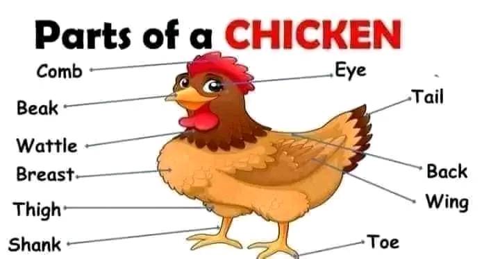 External Parts of a Chicken and other Birds