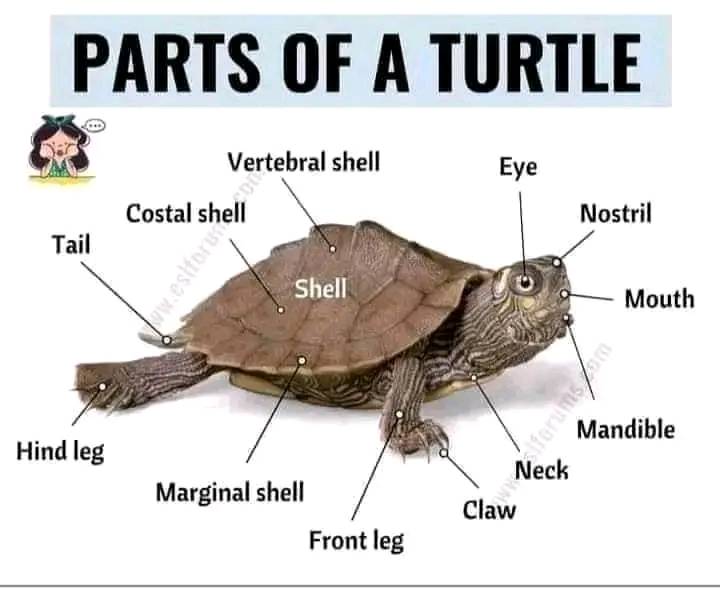 parts of a turtle