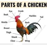 External Parts of a Chicken and other Birds