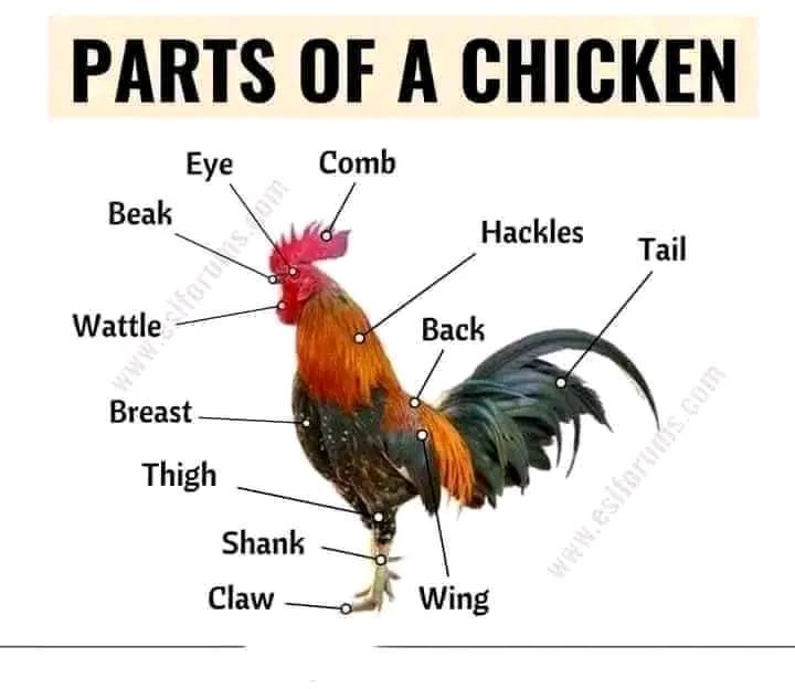 External Parts of a Chicken and other Birds
