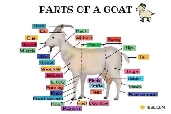 Parts of a Goat and Their Uses