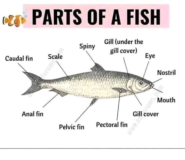 Parts of a fish and Their Uses