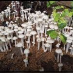 shaggy stalked lentinus
